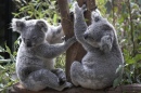 A Pair of Koala