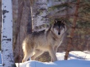 Wolf Spotted on the Biosphere Expedition
