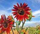 Red Sunflowers at the Pumpkin Patch