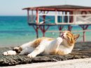 Cat on the Seashore