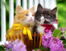 Kittens in a Basket with Flowers