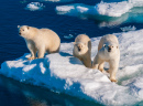 Mother Polar Bear with Cubs