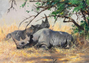 Two Rhinoceros Resting